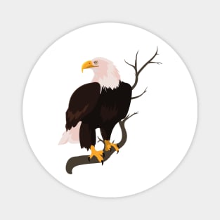 Bald eagle bird Falcon hawk buzzard raptor nature Magnet